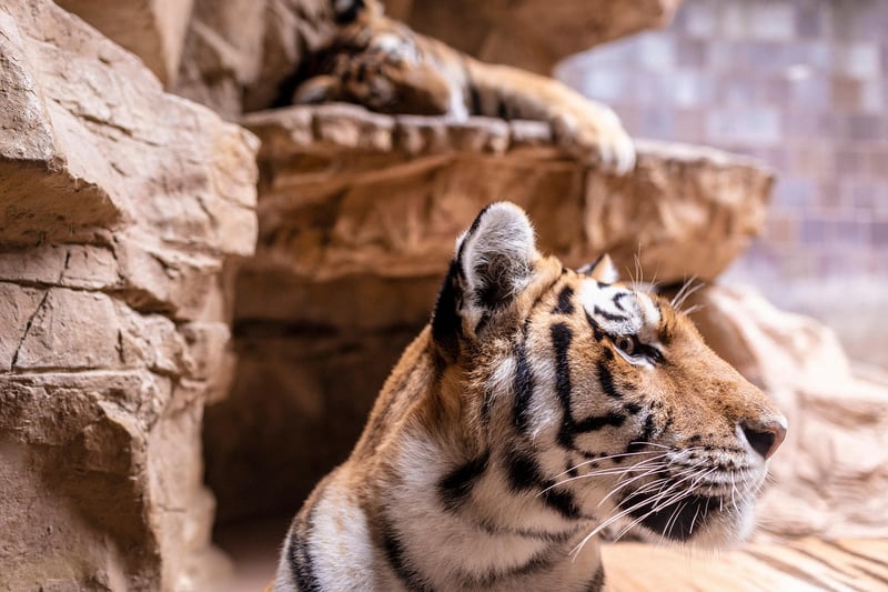 Wildlife Sanctuary Plans
