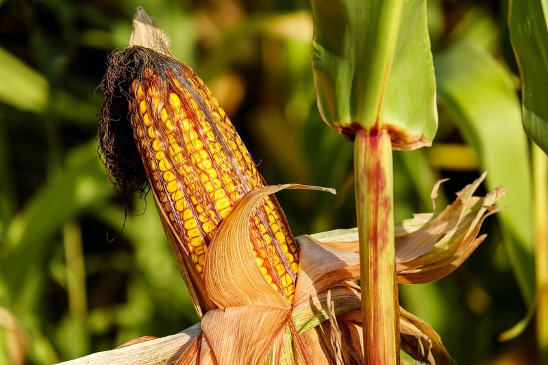 Crop Rotation