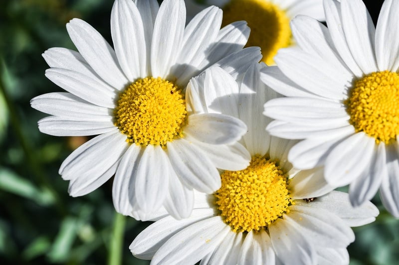 Native Plants