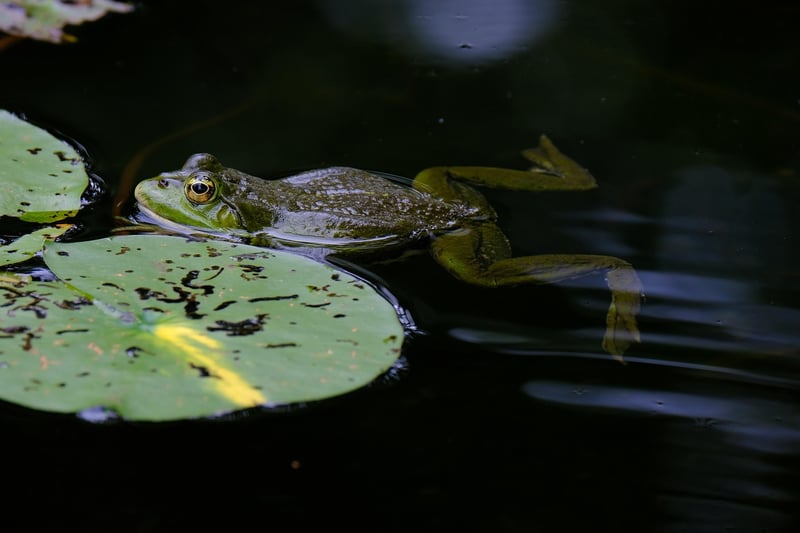 Pond Installation