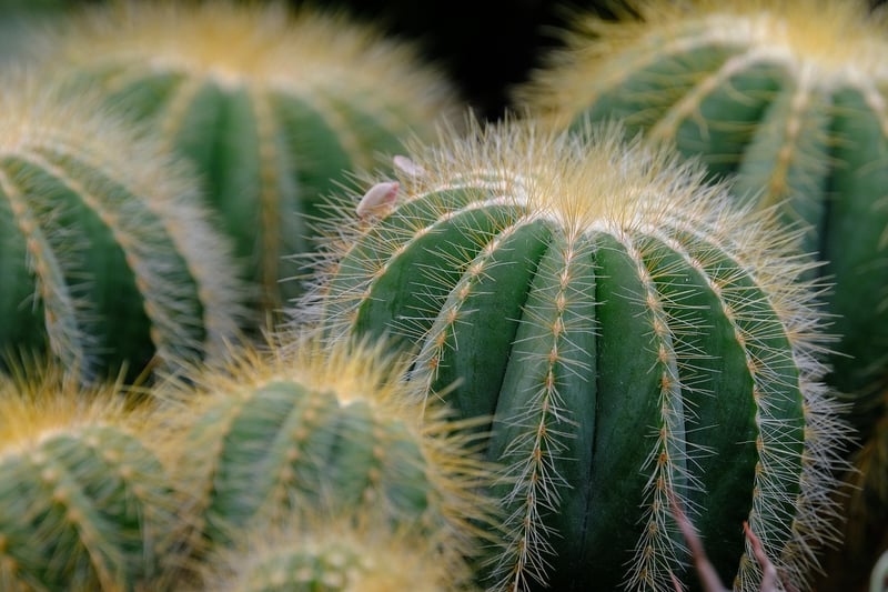 Succulents and Cacti